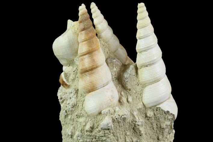 Fossil Gastropod (Haustator) Cluster - Damery, France #86582